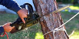 Best Tree Trimming and Pruning  in USA